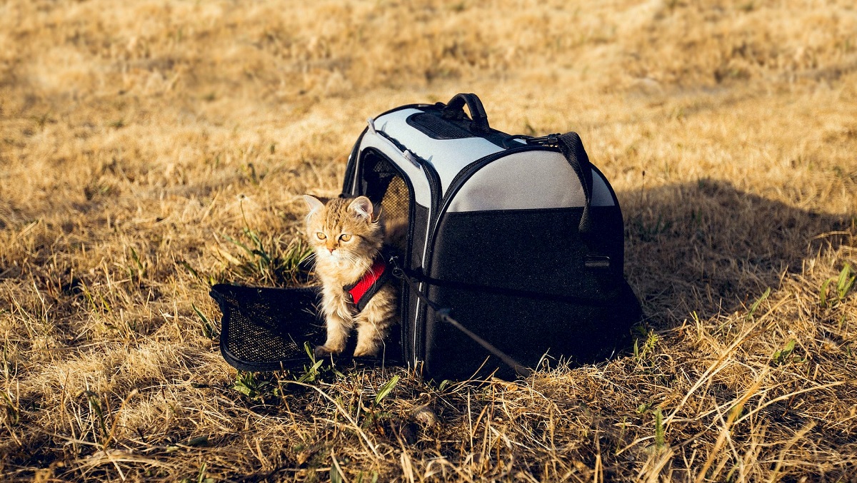 Gatto in un trasportino